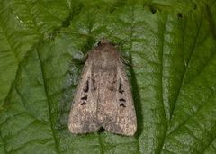 Krattfly (Graphiphora augur)