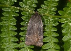 Lesser Yellow Underwing (Noctua comes)