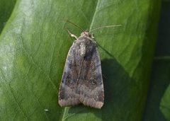 Lesser Broad-bordered Yellow (Noctua janthe)