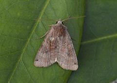 Dotted Clay (Xestia baja)