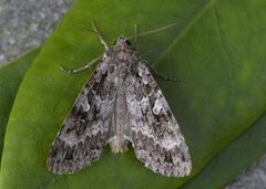 Great Brocade (Eurois occulta)
