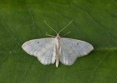 Randengmåler (Idaea biselata)