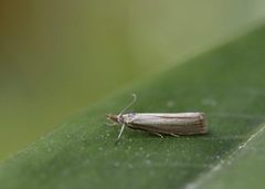 Yellow Satin Veneer (Crambus perlella)
