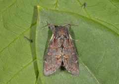 Iron Prominent (Notodonta dromedarius)