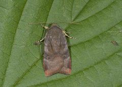Lesser Broad-bordered Yellow (Noctua janthe)