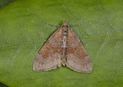 Grey Pine Carpet (Thera obeliscata)