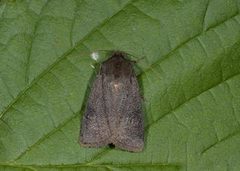 Neglected Rustic (Xestia castanea)