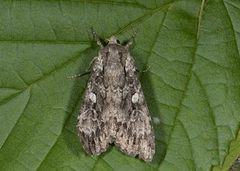 Mørkt skogfly (Eurois occulta)