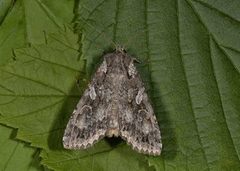 Great Brocade (Eurois occulta)
