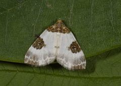 Blue-bordered Carpet (Plemyria rubiginata)