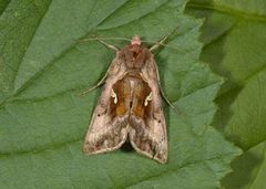 Rødbrunt metallfly (Autographa jota)