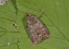 Broom Moth (Ceramica pisi)