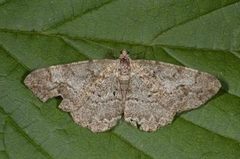 Mottled Beauty (Alcis repandata)