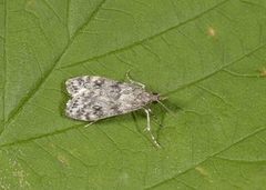 Little Grey (Eudonia lacustrata)