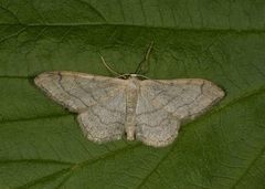 Vinkelengmåler (Idaea aversata)