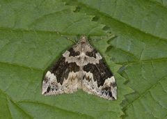 Common Marbled Carpet (Dysstroma truncata)