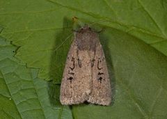 Krattfly (Graphiphora augur)