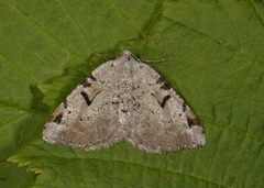 The V-Moth (Macaria wauaria)