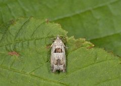 Small Birch Bell (Epinotia ramella)