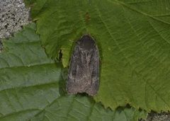 Lesser Yellow Underwing (Noctua comes)