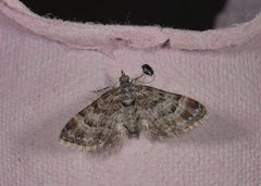 Double-striped Pug (Gymnoscelis rufifasciata)