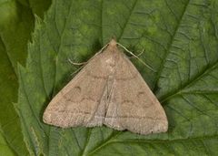 The Fan-foot (Herminia tarsipennalis)