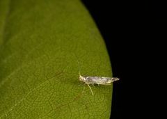 Oreblomstmøll (Argyresthia goedartella)