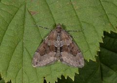 Chestnut-coloured Carpet (Thera cognata)