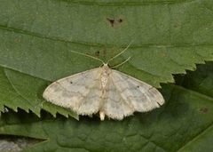 Randengmåler (Idaea biselata)