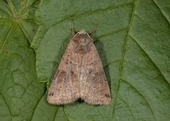 Dotted Clay (Xestia baja)