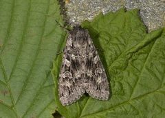 Mørkt skogfly (Eurois occulta)