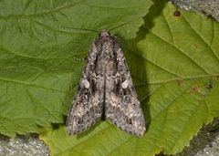 Great Brocade (Eurois occulta)