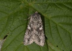 Great Brocade (Eurois occulta)