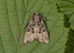 Rødfrynset teglfly (Diarsia brunnea)