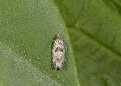 Small Birch Bell (Epinotia ramella)