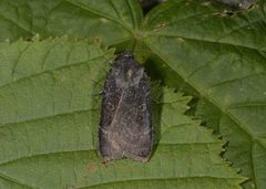 Lesser Yellow Underwing (Noctua comes)