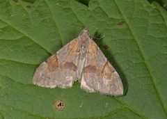 Blåbærmåler (Eulithis populata)