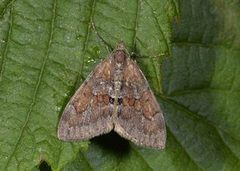 Grey Pine Carpet (Thera obeliscata)