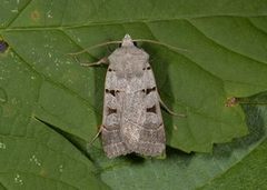 Autumnal Rustic (Eugnorisma glareosa)