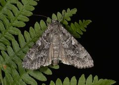 Great Brocade (Eurois occulta)