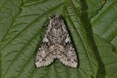 Great Brocade (Eurois occulta)