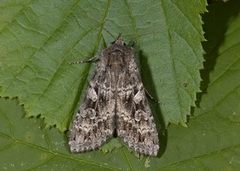 Mørkt skogfly (Eurois occulta)