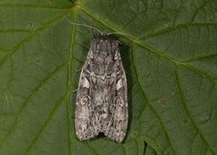 Great Brocade (Eurois occulta)