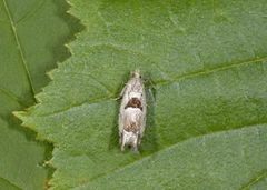 Small Birch Bell (Epinotia ramella)