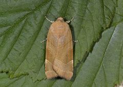 Broad-bordered Yellow Underwing (Noctua fimbriata)