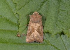 Brunt stengelfly (Hydraecia micacea)