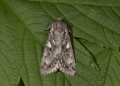 Great Brocade (Eurois occulta)