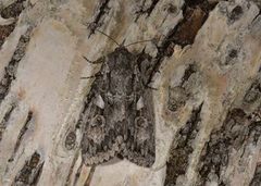Great Brocade (Eurois occulta)