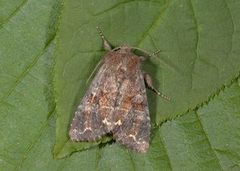 Broom Moth (Ceramica pisi)
