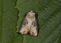 Double Lobed (Lateroligia ophiogramma)